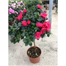 Açelya Çiçeği Tijli Azalea Japonica 40-50 Cm