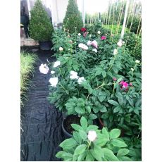 Ağaç Şakayık Çiçeği  Otsu Paeonia  70-80 Cm