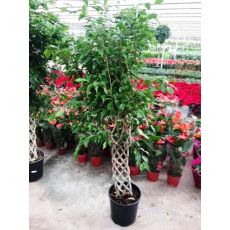 Benjamin Ficus Düz Boru Örgülü 80-90 Cm