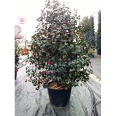 Kamelya Japon Gülü İthal Cemellia Japonica 300-350 Cm