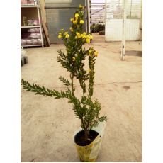 Mimoza Ağacı Çiçeği İthal Acacia Armania