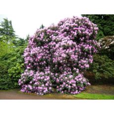Orman Gülü İthal Rhododendron Mor Çiçekli Büyük Boy