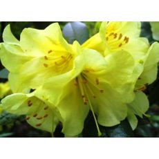 Orman Gülü İthal Rhododendron Mor Çiçekli