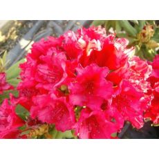 Orman Gülü İthal Kırmızı Çiçekli Rhododendron
