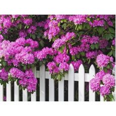 Orman Gülü İthal Rhododendron Mor Çiçekli Büyük Boy