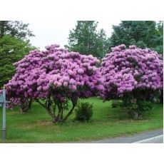 Orman Gülü İthal Rhododendron Mor Çiçekli Büyük Boy