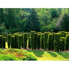 Porsuk Taxus Baccata Sarı Fastigiata Aurea