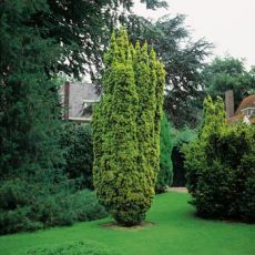 Porsuk Taxus Baccata Sarı Fastigiata Aurea