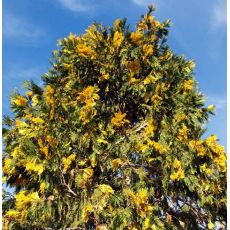 Kaliforniya Su Sediri Fidanı Aşılı Libocedrus Decurrens 30-40 cm