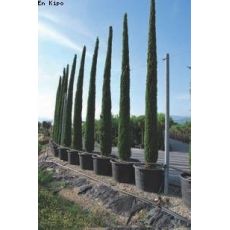 Sütun Servi Kalem Selvi  Aşılı Cupressus Sempervirens Pyramidalis 40-50 Cm