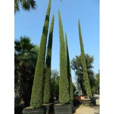 Sütun Servi Kalem Selvi Aşılı  Cupressus Sempervirens Pyramidalis 100-120 Cm