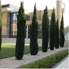 Sütun Servi Kalem Selvi  Aşılı Cupressus Sempervirens Pyramidalis 40-50 Cm