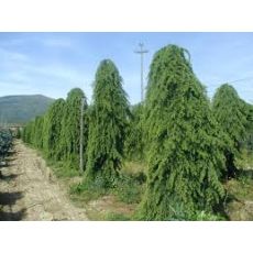 Ters Himalaya Sediri Ters Sarkık Cedrus Deodora Pendula