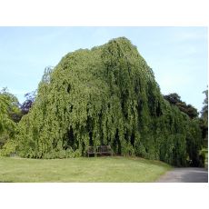 Ters Himalaya Sediri Ters Sarkık Cedrus Deodora Pendula 100-125 Cm