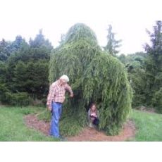 Ters Himalaya Sediri Sarkık Cedrus Deodora Pendula