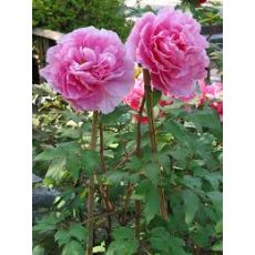 Ağaç Şakayık Çiçeği Otsu İthal Pembe Paeonia 20-30 Cm