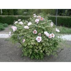 Ağaç Şakayık Çiçeği Otsu İthal Beyaz Paeonia 15-20 Cm