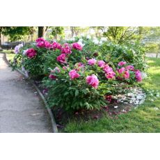 Ağaç Şakayık Çiçeği Otsu Paeonia  30-50 Cm