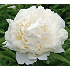 Ağaç Şakayık Çiçeği Otsu İthal Beyaz Paeonia 15-20 Cm