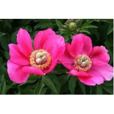 Ağaç Şakayık Çiçeği Otsu İthal Pembe Paeonia 15 lik Saksıda