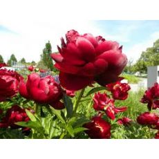 Ağaç Şakayık Çiçeği Otsu Paeonia  30-50 Cm