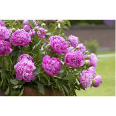 Ağaç Şakayık Çiçeği  Otsu Paeonia  70-80 Cm
