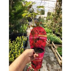Ağaç Şakayık Çiçeği İthal Otsu Kırmızı Paeonia 25-30 Cm