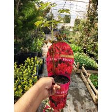 Ağaç Şakayık Çiçeği İthal Otsu Kırmızı Paeonia 30-40 Cm