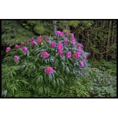 Ağaç Şakayık Çiçeği Otsu İthal Pembe Paeonia 20-30 Cm