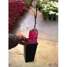 Ağaç Şakayık Çiçeği Odunsu İthal Kırmızı Paeonia