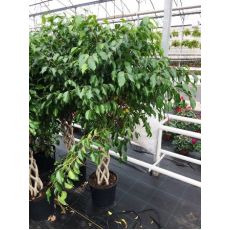 Benjamin Ficus Kafes Boru Örgülü 150-175 Cm