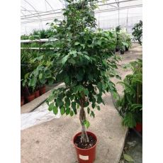 Benjamin Ficus Saç Örgülü 90 Cm