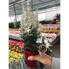 Yılbaşı Çamı İthal Elvudi Fidanı Chamaecyparis lawsoniana Elvudii 35-40 Cm