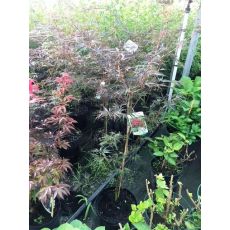 japon Akçaağacı İthal Acer Palmatum Dissectum 100-120 Cm