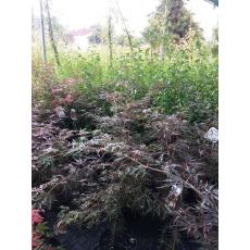 japon Akçaağacı İthal Acer Palmatum Dissectum 100-120 Cm