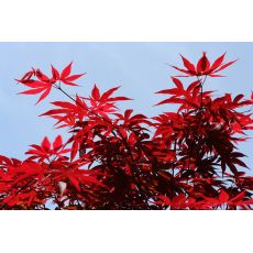 japon Akçaağacı İthal Acer Palmatum Skeeters Broom  130-150 Cm