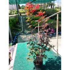 japon akçaağacı İthal Acer Palmatum Attrepurpurue 110-120 Cm