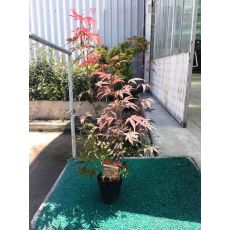 japon akçaağacı İthal Acer Palmatum Attrepurpurue 40-60 Cm