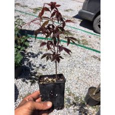 japon akçaağacı acer palmatum attrepurpurue İthal 25-30 Cm