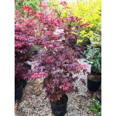 japon Akçaağacı İthal Acer Palmatum Skeeters Broom  130-150 Cm