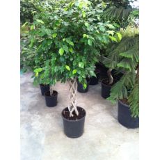 Benjamin Ficus Kafes Boru Kafes Örgülü 40 Cm