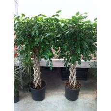 Benjamin Ficus Kafes Boru Örgülü 130-150 Cm