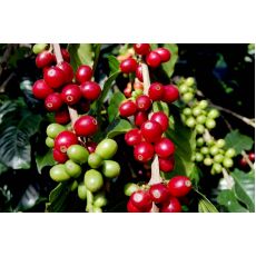 kahve Ağacı Fidanı İthal Rubiaceae Coffea