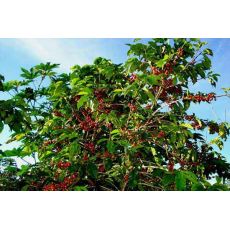 kahve Ağacı Fidanı İthal Rubiaceae Coffea