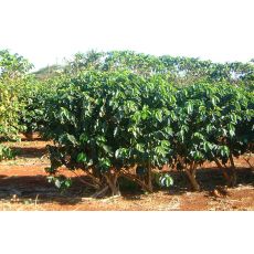 kahve Ağacı Fidanı İthal Rubiaceae Coffea 20-25 Cm