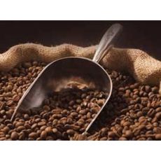 kahve Ağacı Fidanı İthal Rubiaceae Coffea
