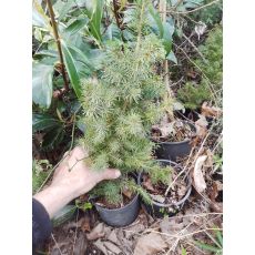 Konik Ladin Picea Albertiana Conica 20-30 Cm