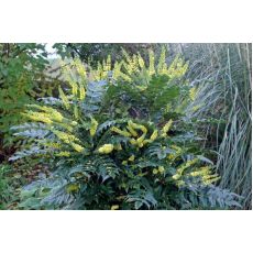 Mahonya Sarı Boya Çiçeği İthal Mahonia X Media Charity