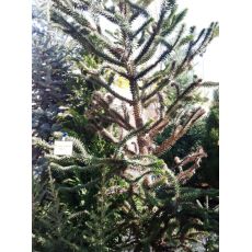 Maymun Çıkmaz Ağacı Araucaria Araucana 225-250 Cm