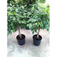 Benjamin Ficus Saç Örgülü 90 Cm